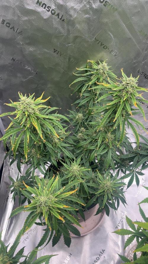 710 Purple gelato first grow. Week 6