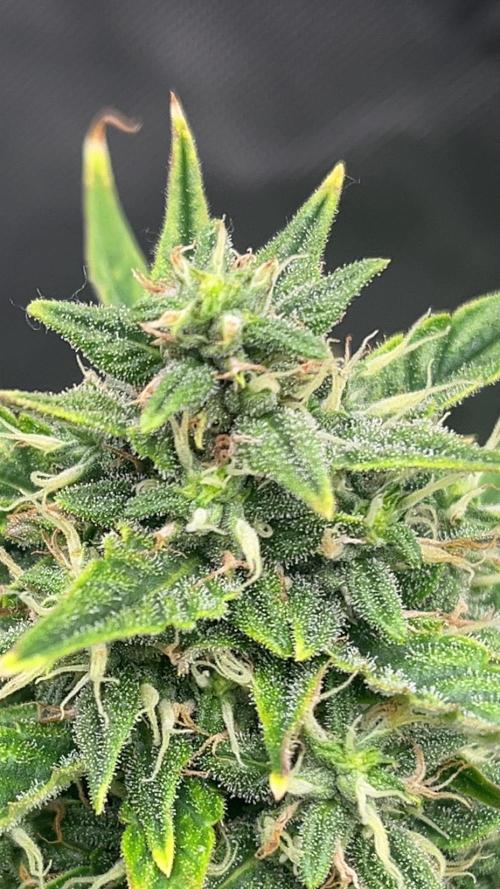 710 Purple gelato first grow. Week 6