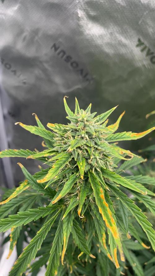 710 Purple gelato first grow. Week 6