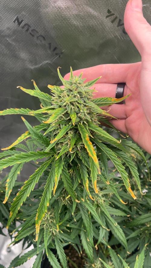 710 Purple gelato first grow. Week 6