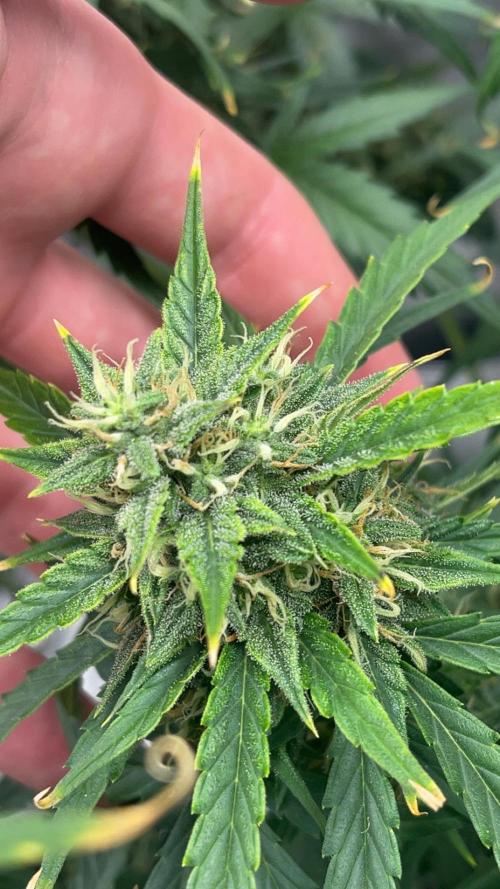 710 Purple gelato first grow. Week 6