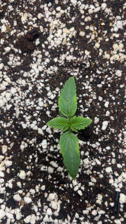FastBuds First run. Week 1 - Gorilla cookies