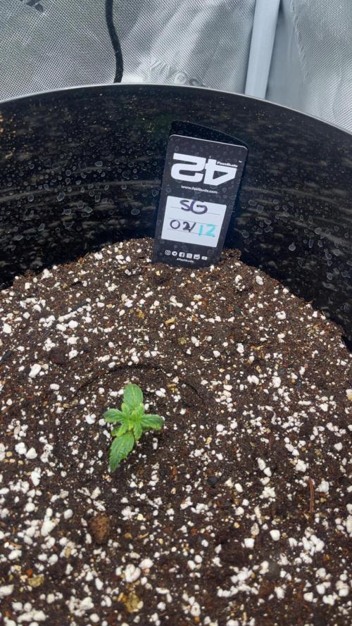 FastBuds First run. Week 1 - Strawberry Gorilla 