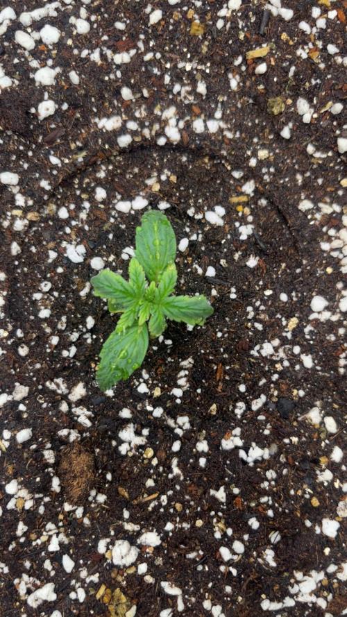 FastBuds First run. Week 1 - Strawberry Gorilla 