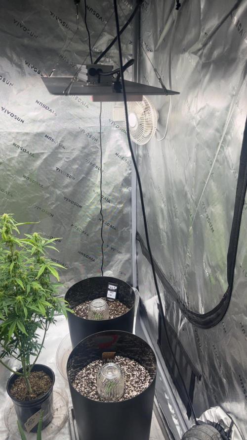 FastBuds First run. Week 1
