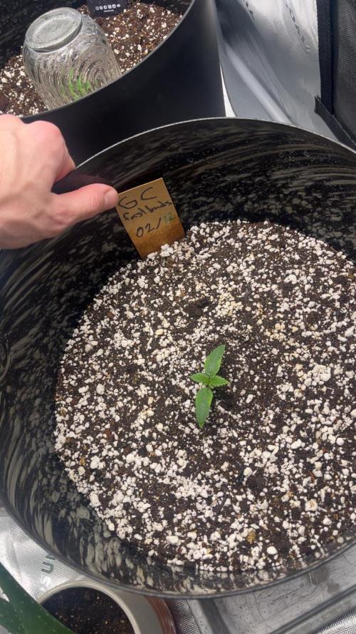 FastBuds First run. Week 1 - Gorilla Cookies
