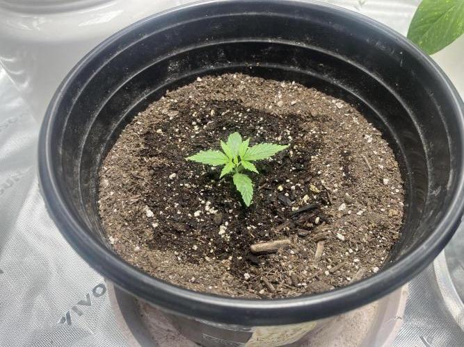 710 Purple gelato first grow. Week 1 - this is the slightly shorter one but does have a little bit better leaves.
