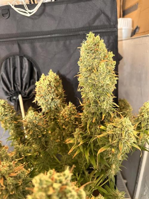 Strawberry banana auto. Week 9 - How do you think these look? Are they almost ready?