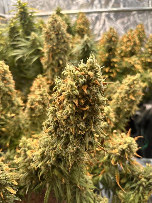 Strawberry banana auto. Week 9 - How do you think these look? Are they almost ready?