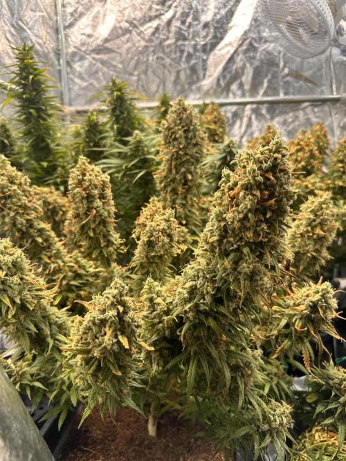 Strawberry banana auto. Week 9 - How do you think these look? Are they almost ready?