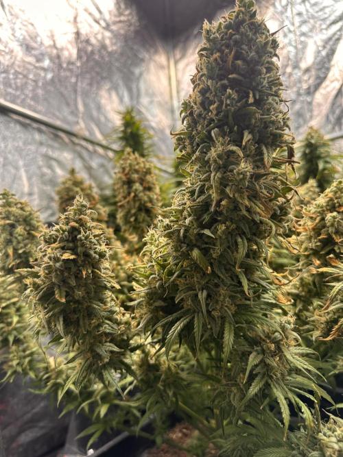 Strawberry banana auto. Week 9 - Big nugs 😍