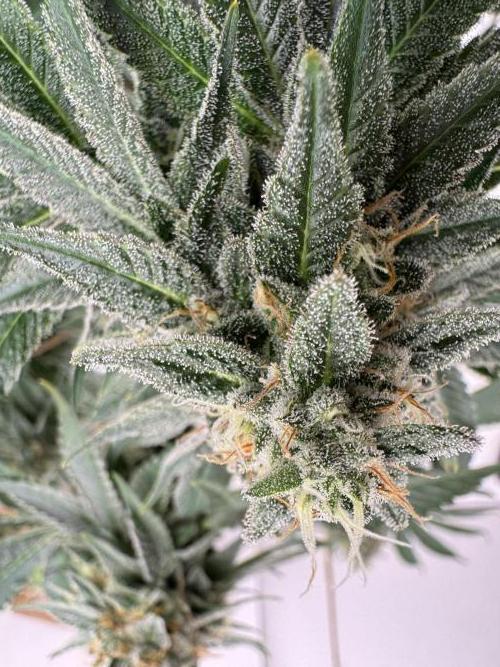 Living Soil - Aficionado MJ‘25. Week 13