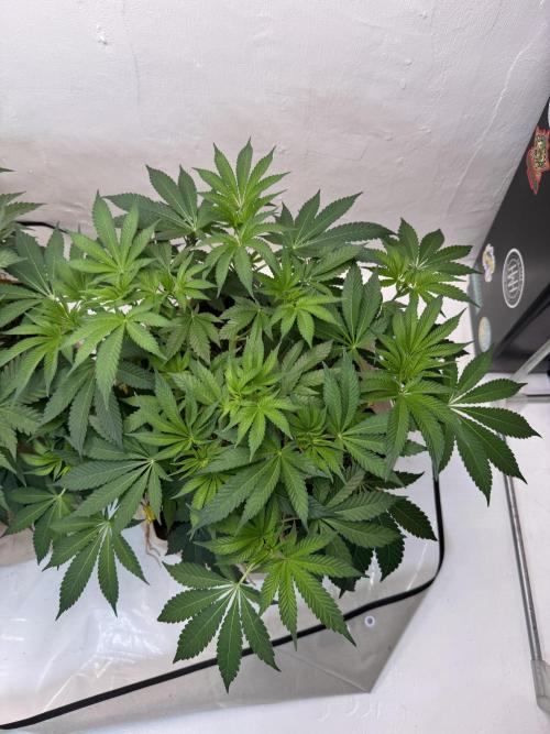 Living Soil - Aficionado MJ‘25. Week 6