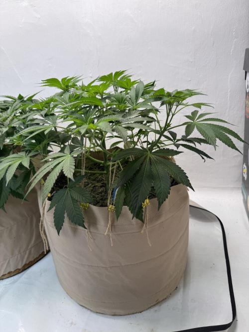 Living Soil - Aficionado MJ‘25. Week 6