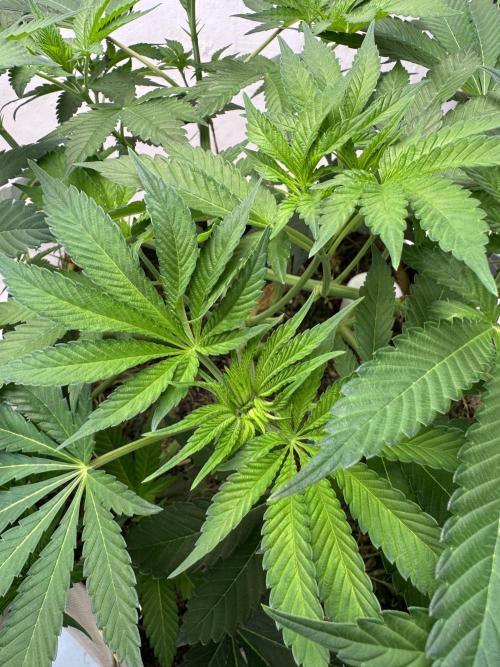 Living Soil - Aficionado MJ‘25. Week 6