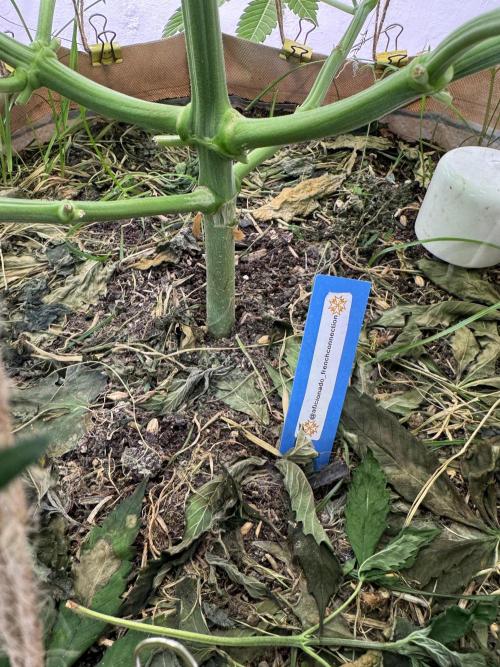 Living Soil - Aficionado MJ‘25. Week 6