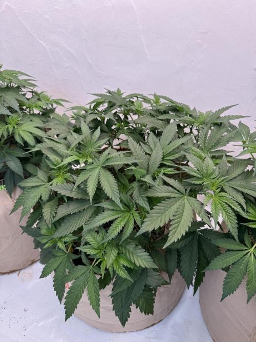 Living Soil - Aficionado 2nd MJ‘25. Week 6