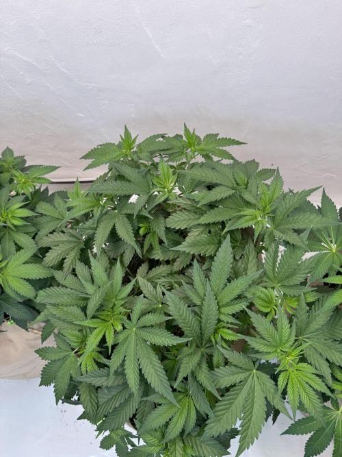 Living Soil - Aficionado 2nd MJ‘25. Week 6