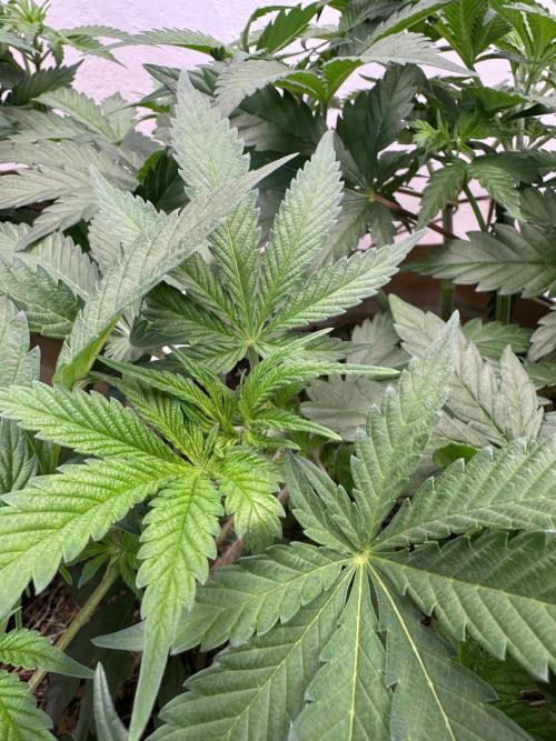 Living Soil - Aficionado 2nd MJ‘25. Week 6