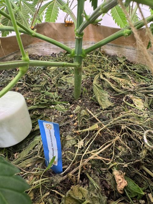 Living Soil - Aficionado 2nd MJ‘25. Week 6