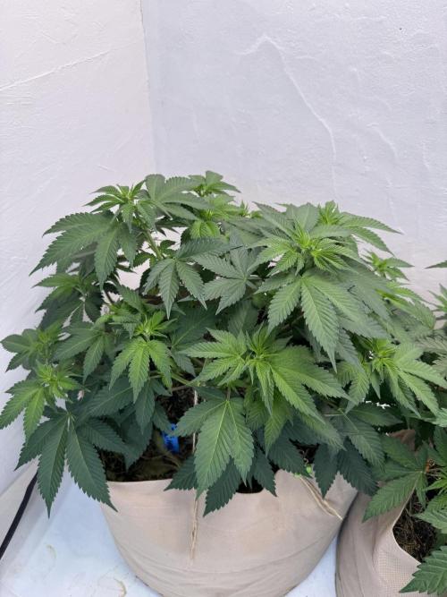 Living Soil - Secret Kush Cross. Week 7