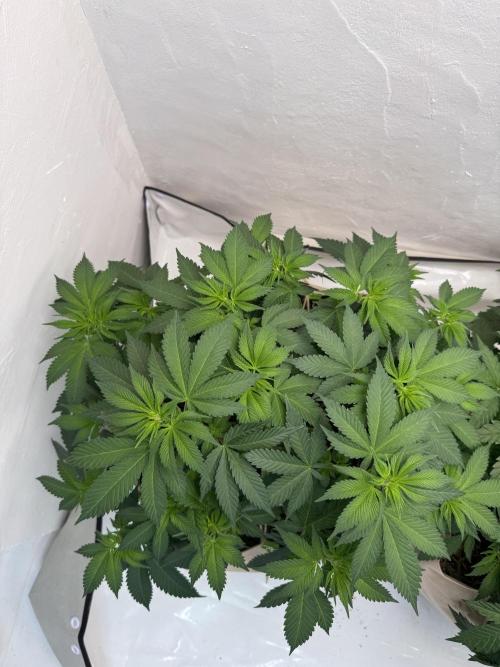 Living Soil - Secret Kush Cross. Week 7