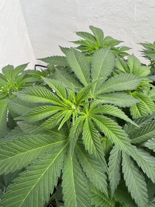 Living Soil - Secret Kush Cross. Week 7