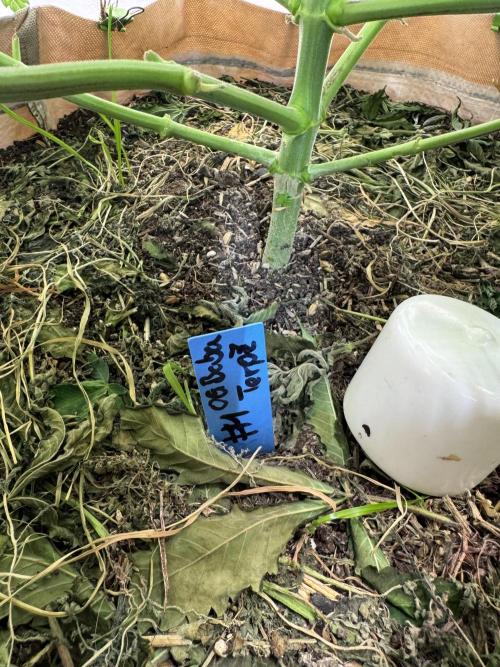 Living Soil - Secret Kush Cross. Week 7