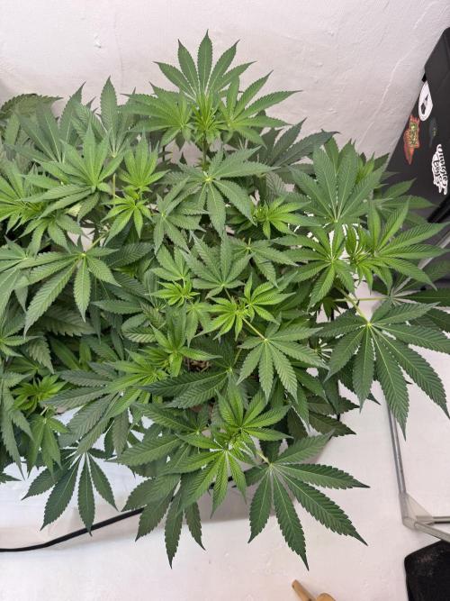 Living Soil - Aficionado MJ‘25. Week 7