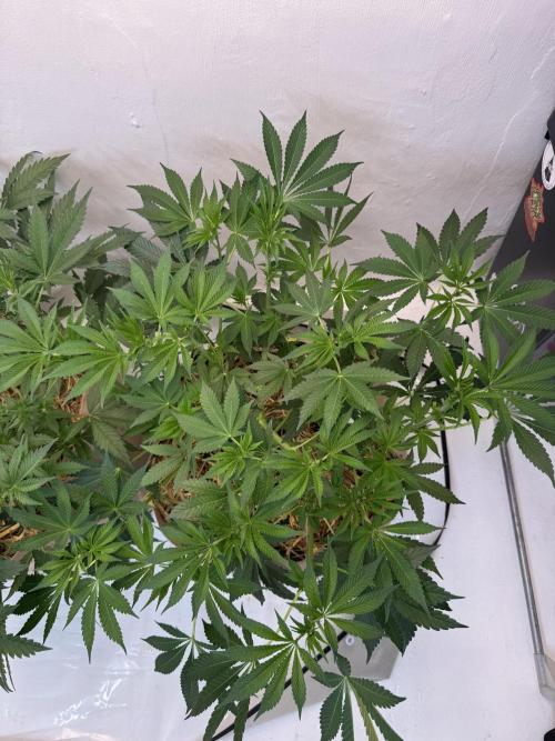 Living Soil - Aficionado MJ‘25. Week 7