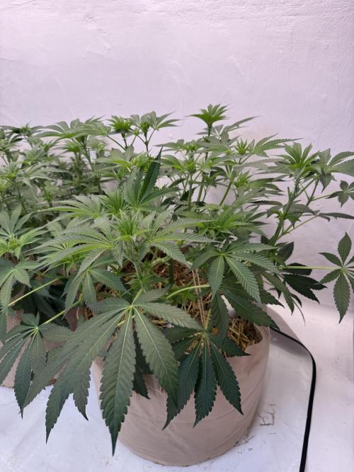 Living Soil - Aficionado MJ‘25. Week 7