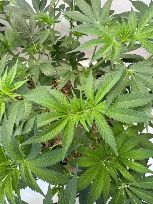 Living Soil - Aficionado MJ‘25. Week 7