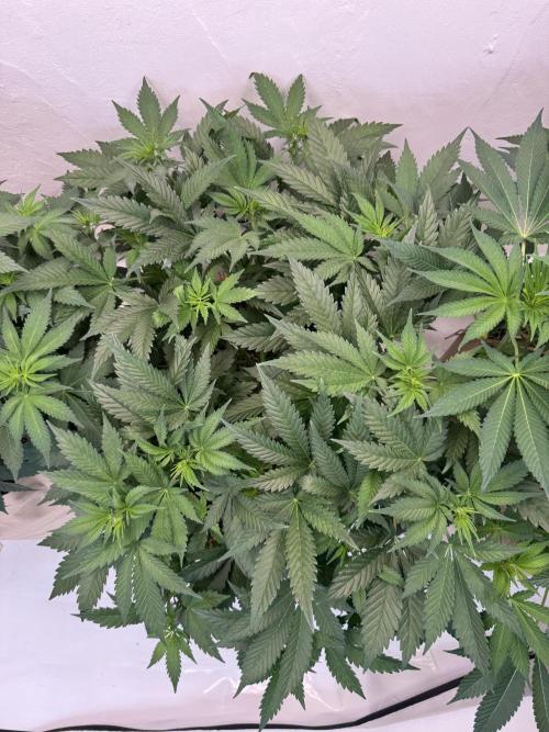 Living Soil - Aficionado 2nd MJ‘25. Week 7