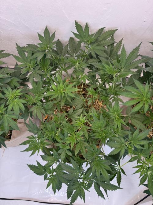 Living Soil - Aficionado 2nd MJ‘25. Week 7