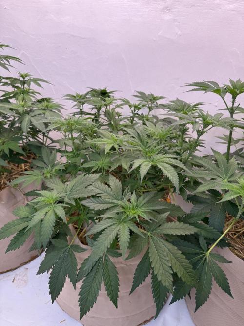 Living Soil - Aficionado 2nd MJ‘25. Week 7