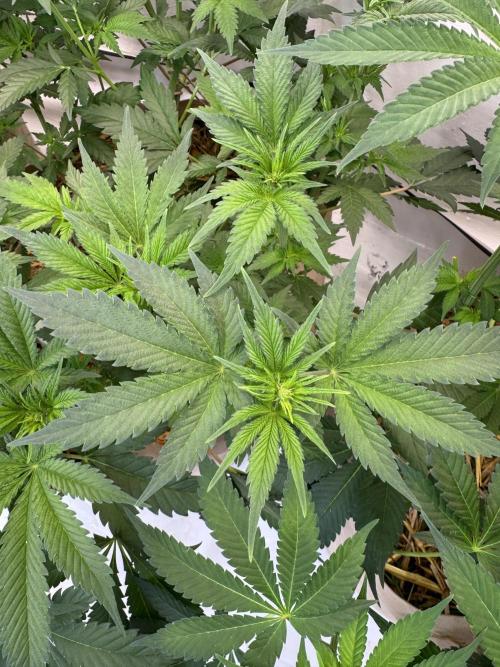 Living Soil - Aficionado 2nd MJ‘25. Week 7