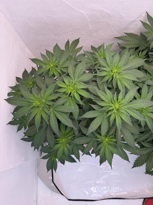 Living Soil - Secret Kush Cross. Week 8