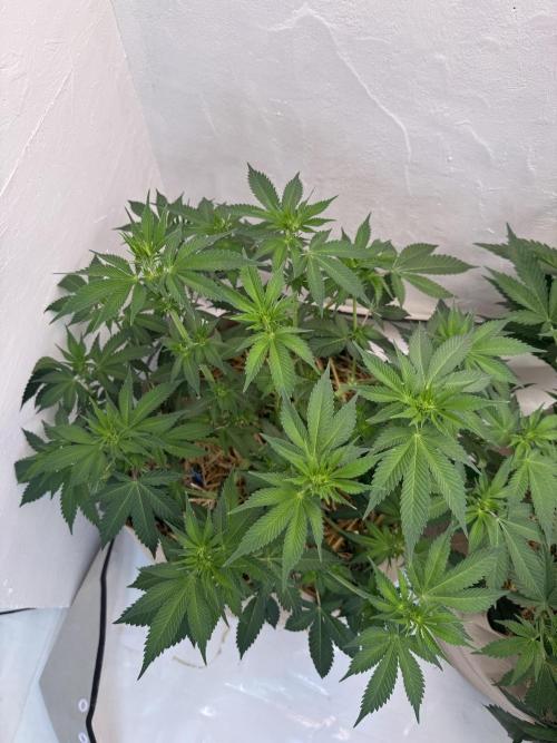 Living Soil - Secret Kush Cross. Week 8