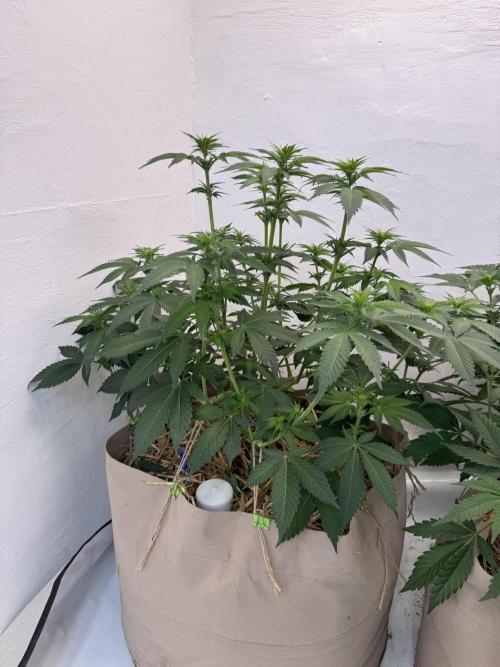 Living Soil - Secret Kush Cross. Week 8