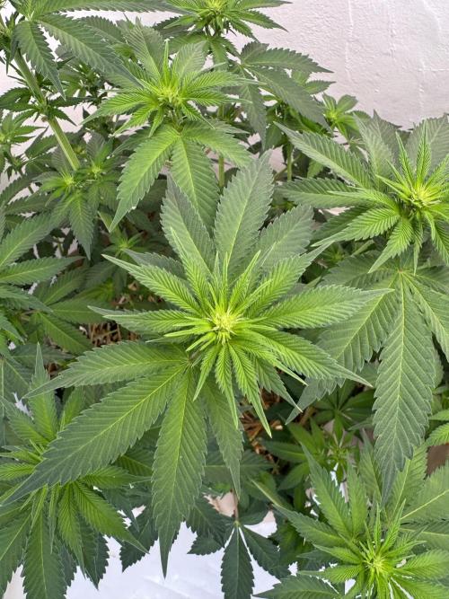 Living Soil - Secret Kush Cross. Week 8