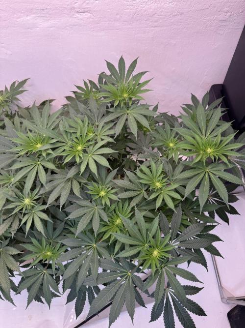 Living Soil - Aficionado MJ‘25. Week 8