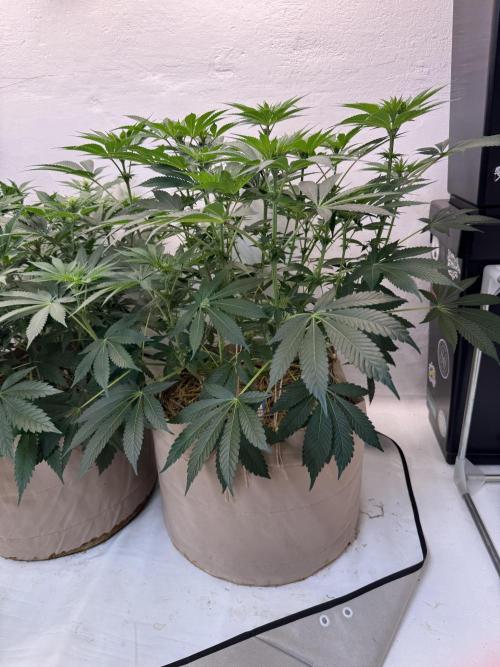 Living Soil - Aficionado MJ‘25. Week 8