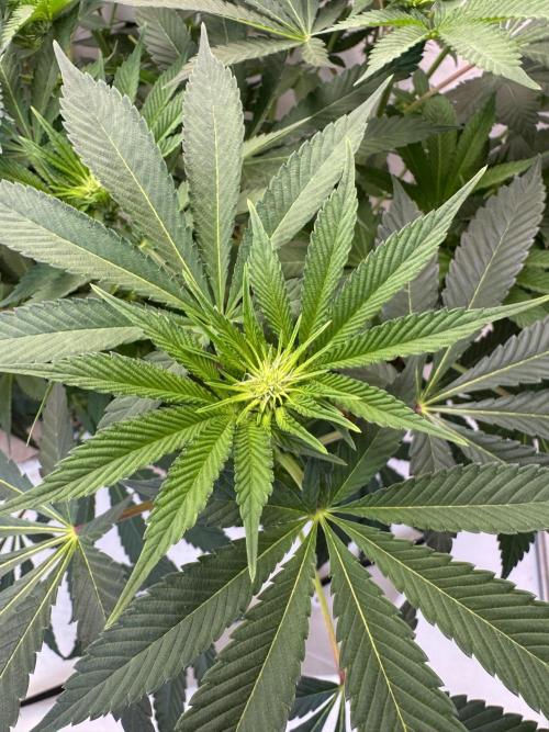 Living Soil - Aficionado MJ‘25. Week 8