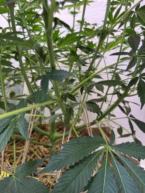 Living Soil - Aficionado MJ‘25. Week 8