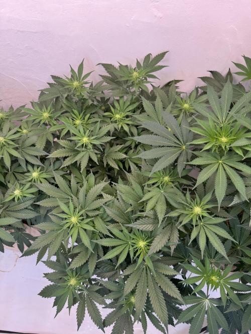 Living Soil - Aficionado 2nd MJ‘25. Week 8