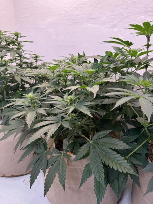 Living Soil - Aficionado 2nd MJ‘25. Week 8