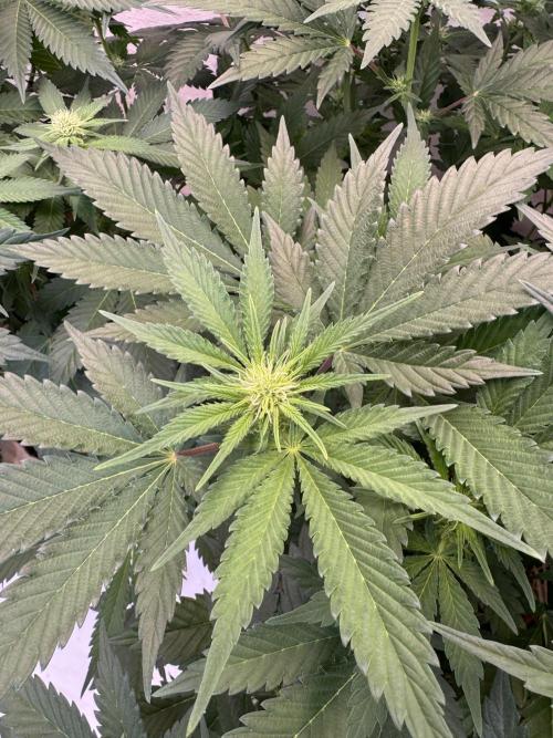 Living Soil - Aficionado 2nd MJ‘25. Week 8