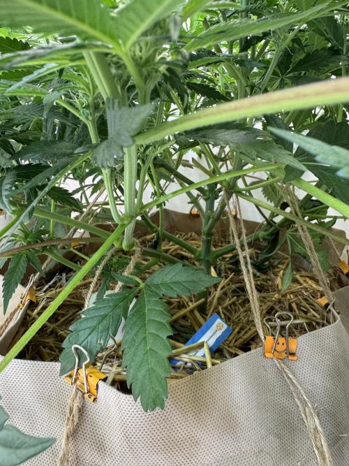 Living Soil - Aficionado 2nd MJ‘25. Week 8