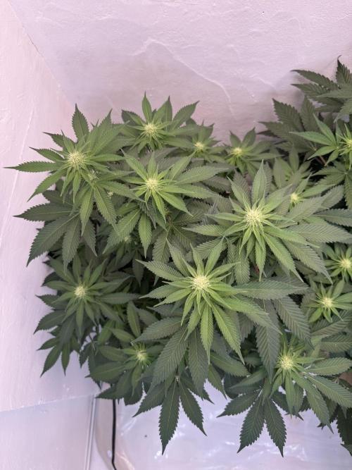 Living Soil - Secret Kush Cross. Week 9