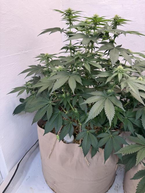 Living Soil - Secret Kush Cross. Week 9